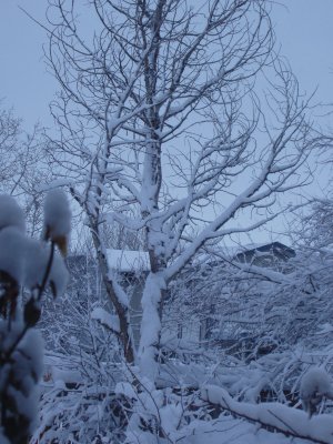 06SNO016.JPG