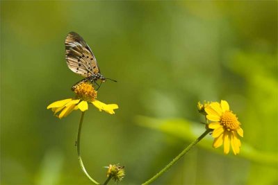 Butterfly and ant on yellow flower