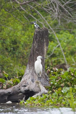 Little egret and Peid kingfisher fishing