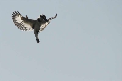 Peid kingfisher hovering while fishing