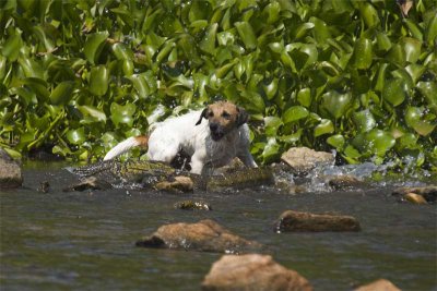 Fox terrier attacks Nile river monitor