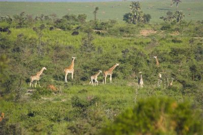 Giraffes, Cape buffalo and Uganda kob