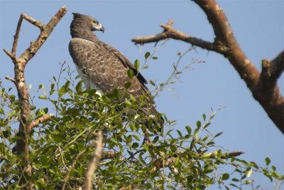 Martial eagle