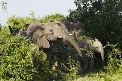 Elephant emerging from bush