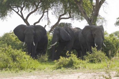 Bachelor herd of elephant resting in the shade