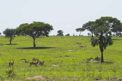 Landscape with Uganda kob and Hartebeest (hiding behind tree)