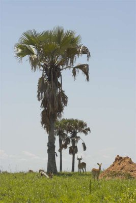 Uganda kobs, palm trees and termite mound