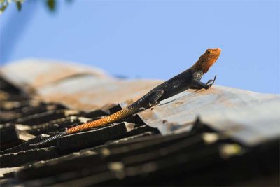 Lizard on the roof of our banda