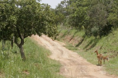 Sausage tree, road and Uganda kobs