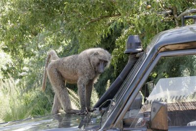Olive baboon planning a joy ride