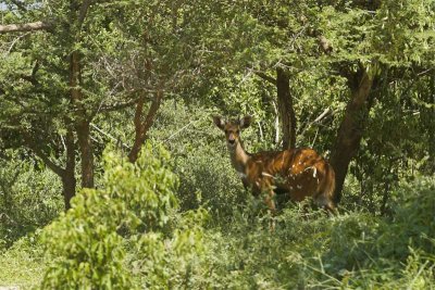 Bushbuck hiding in shadows