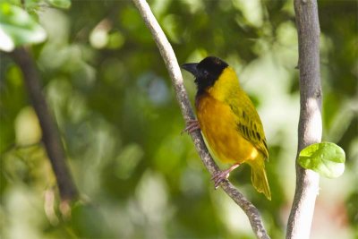 Black headed weaver