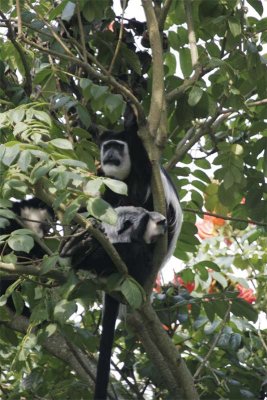 Black and white colobus with young