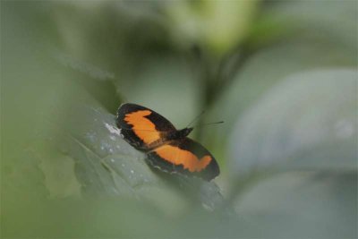 Butterfly seen through opening in jungle vegetation