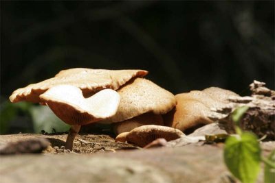 Mushrooms growing on a fallen log