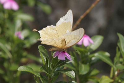 Butterfly in flower garden at Jacana Lodge