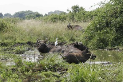 Cape buffalo, Warthog and Little egret share a water hole