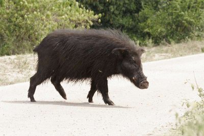 Bush pig crossing road