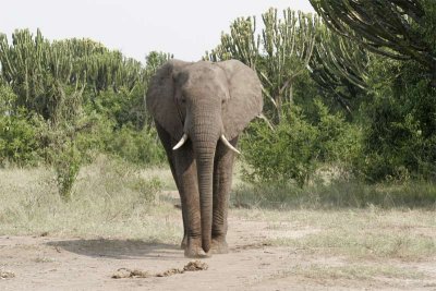 Elephant - should we move the car?