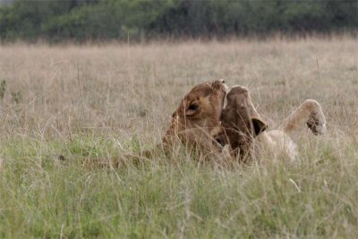 Two lionesses playing before the hunt