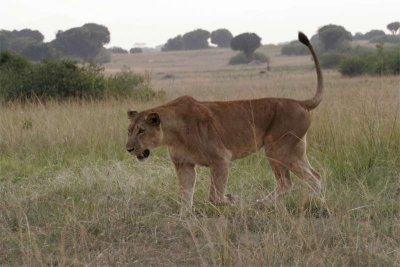 Older lioness leaving to stalk Cape buffalo