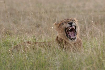 Younger lioness yawns as she waits for other lion to get into position