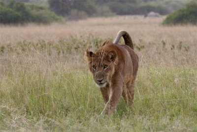 Younger lioness sets out to try to drive Cape buffalo towards the other lion