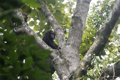 Young and adolescent Chimpanzees