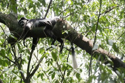 Black and white colobus takes a siesta during heat of day