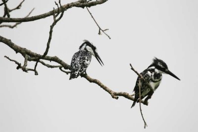 Peid kingfishers by lake at Jacana Lodge