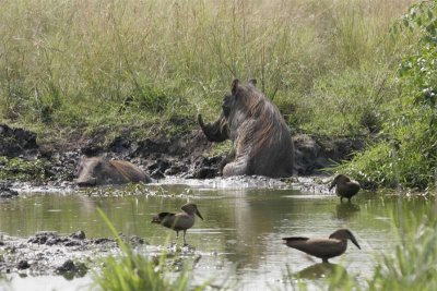 Warthogs and Hammerkops share water hole