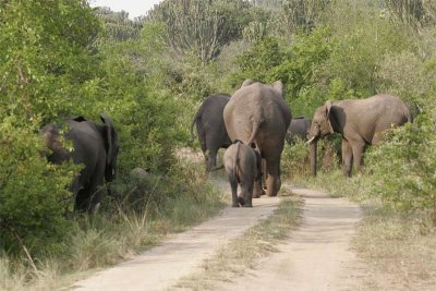 Elephants blocking road