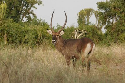 Defassa water-buck - note that it does not have a ring around the tail like a common water-buck