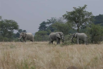 Elephants knock down tree for browse