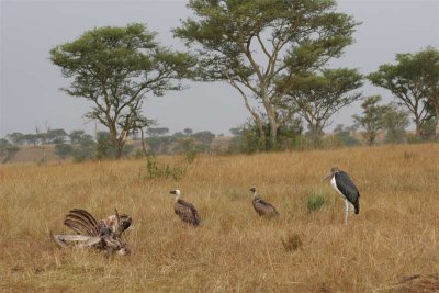 African white-backed vultures and a Marabou stork on Cape buffalo kill