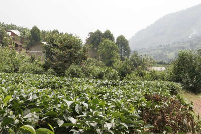 Tea plantation at Buhoma near park entrance