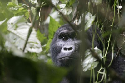 Uganda - Bwindi Impenetrable Forest National Park