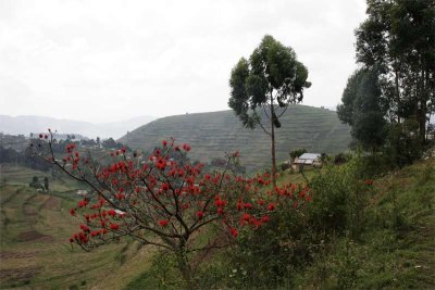 Blooming tree between Buhoma and Rubanda