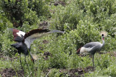 Grey-crowned crane stretching