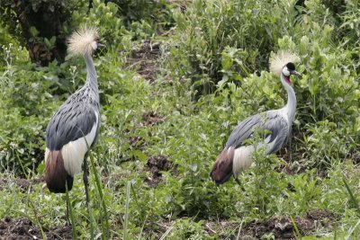 Grey crowned cranes (bird in centre of Uganda flag) near Kabale
