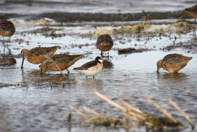 Long-billed dowitchers and Wilson's phalarope