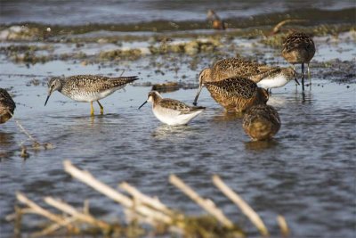 Great yellowlegs, Wilson's phalarope, Long-billed dowitchers and Semipalmated sand piper