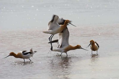 American Avocets