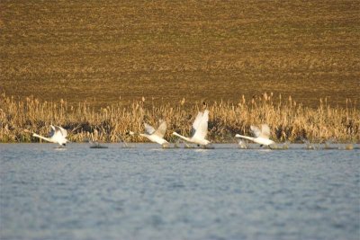 Tundra swans