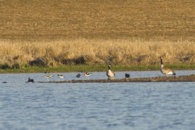 Canada geese and American avocets