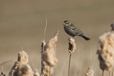 Red-winged blackbird (female)