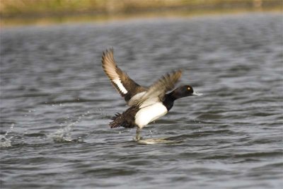 Lesser scaup