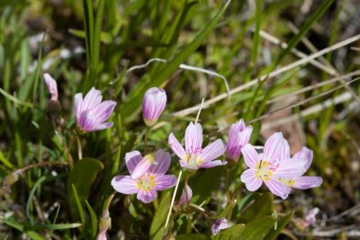 Sping beauties