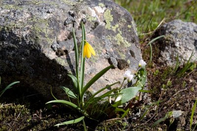 Yellow bell