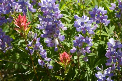 Paintbrush and Lupines